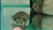 Cette toute petite tortue est l'animal le plus mignon du monde
