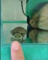 Cette toute petite tortue est l'animal le plus mignon du monde