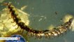 100-Million-Year-Old Amber Reveals 450 Millipede Specimens