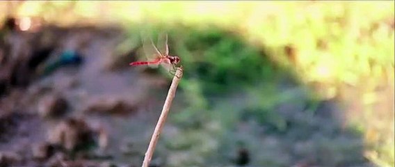 Serhan Özdemir - Kanadım