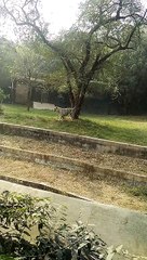 a tiger in the back garden!!!!