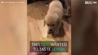Puppy reacts to lemon