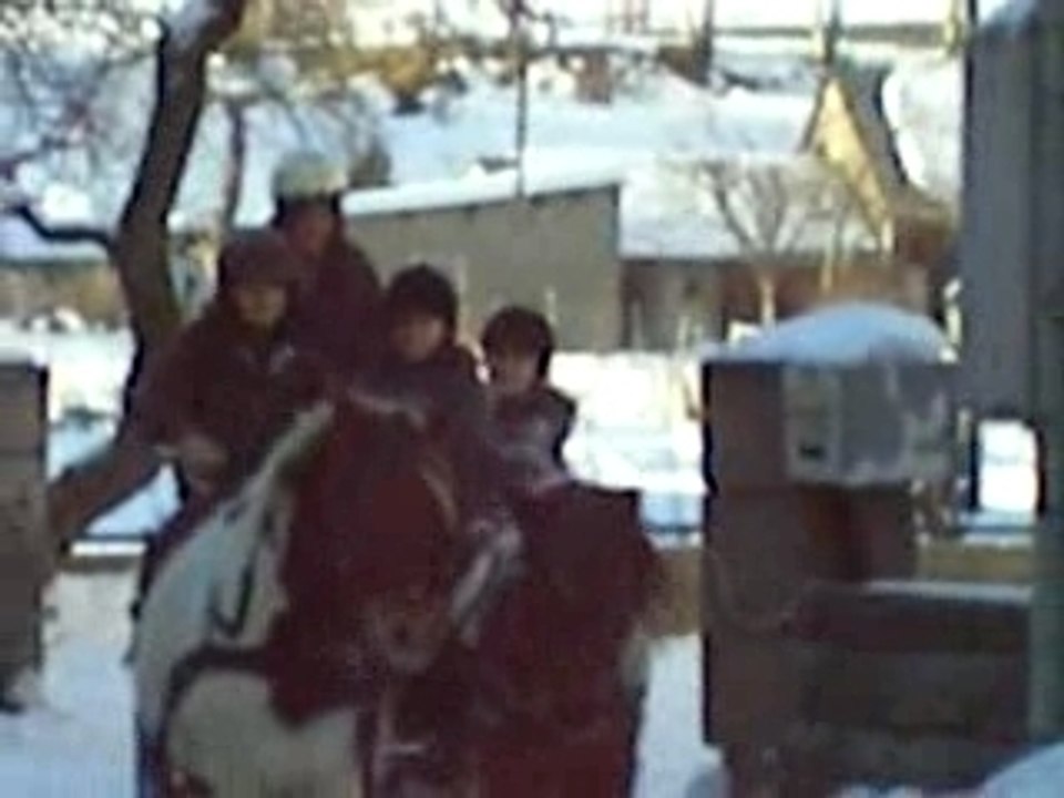 attelage en paire avec poneys !