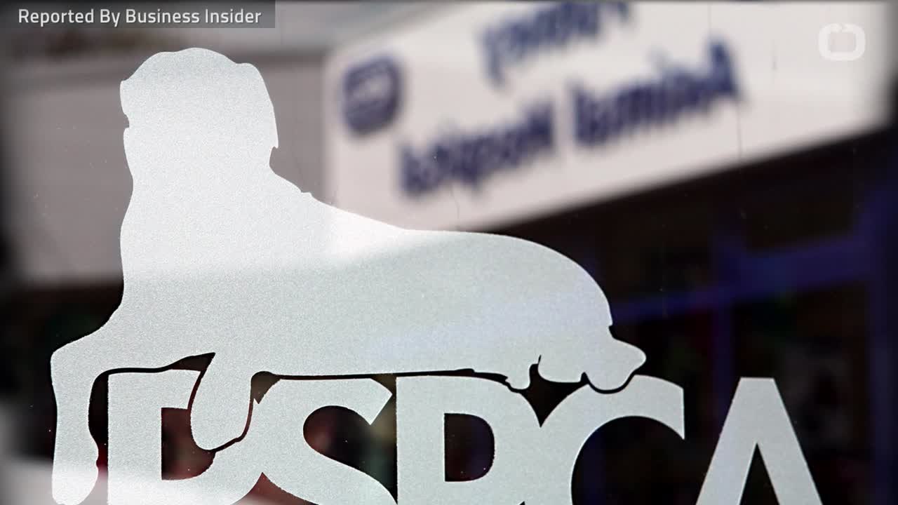 Snoop Dogg Offers To Adopt Abandoned Dog Called 'Snoop'