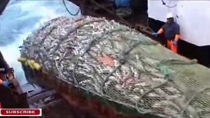 Big fish catching Amazing fish processing machine