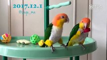 Naughty Parrots Q Q