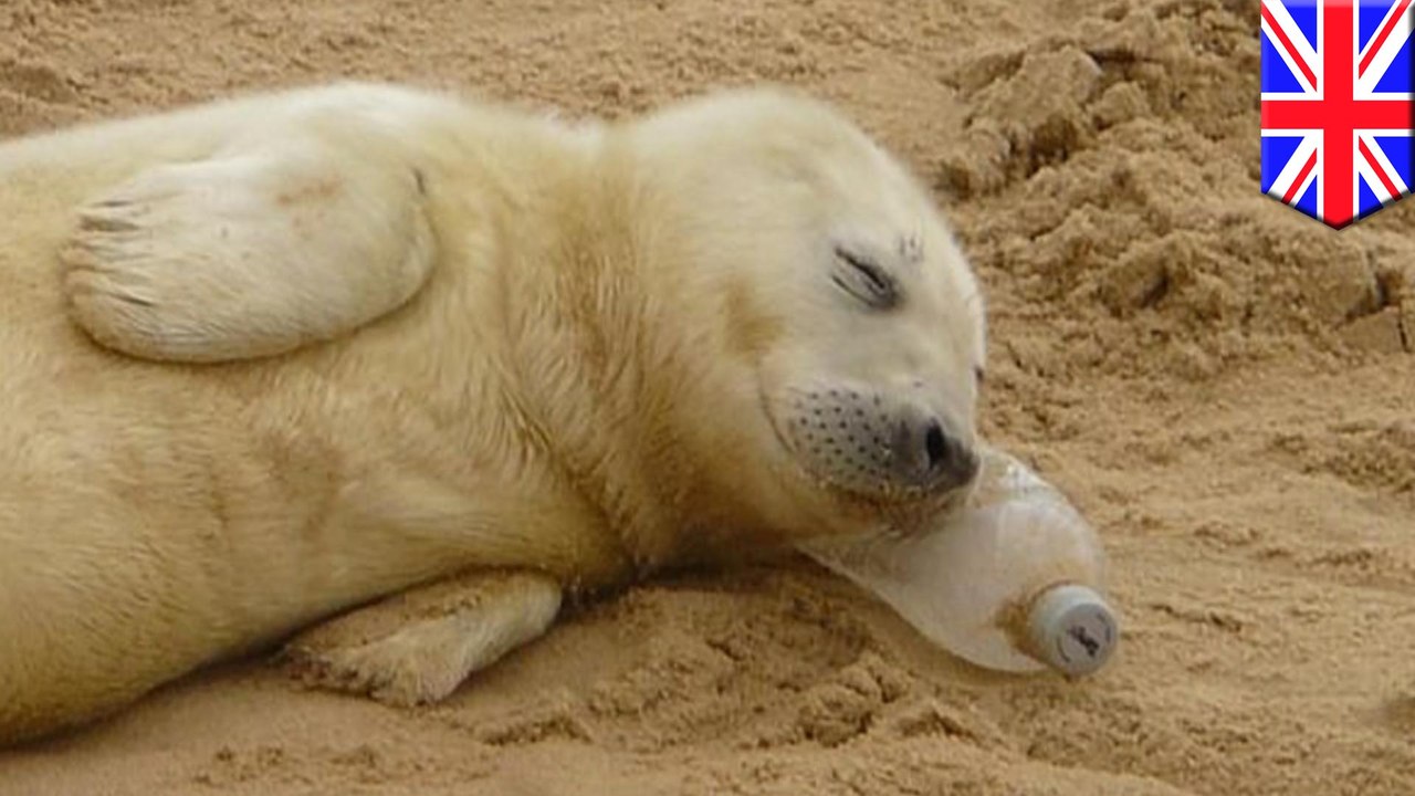 Picture captures seal pup sleeping on dirty plastic bottle