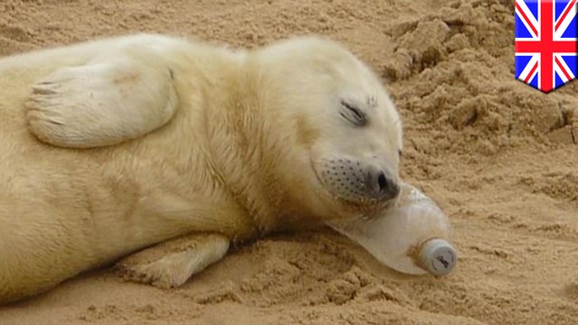 Picture captures seal pup sleeping on dirty plastic bottle