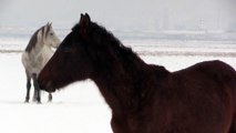Yılkı atları kar üstünde ayrı güzel - KAYSERİ