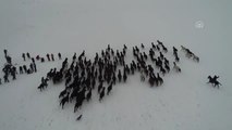 Yılkı Atları Kar Üstünde Ayrı Güzel