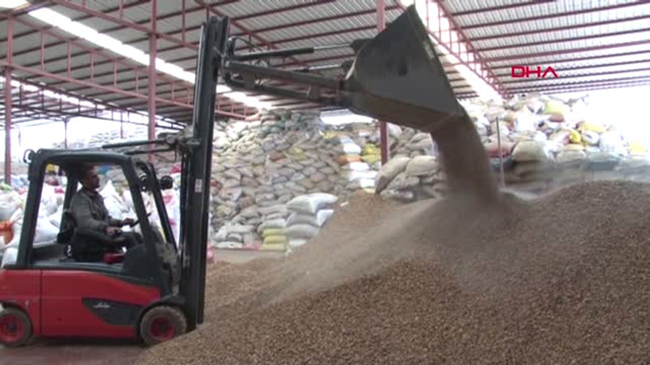 Malatya Kayısı Çekirdeğinin Kabuğundan Yıllık 12 Milyon Lira Gelir