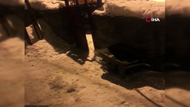 Evine gelen tilkiyi kendi eliyle besledi