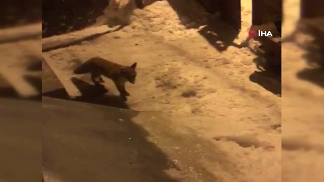 Evine Gelen Tilkiyi Kendi Eliyle Besledi