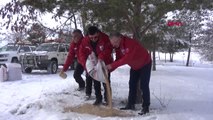 Erzincan'da Yaban Hayata 6,5 Ton Yem Bırakılacak