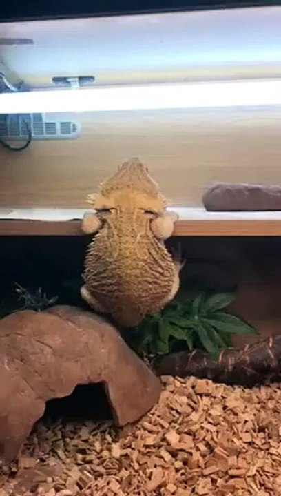 Galère d'un lézard pour se hisser à la force des pattes sur une planche !