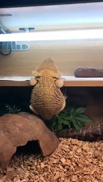 Galère d'un lézard pour se hisser à la force des pattes sur une planche !