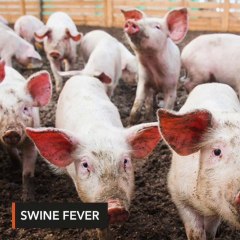 PH bans pork from 8 countries due to swine fever