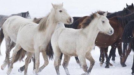 Video | Bir zamanlar Anadolu'da terk edilen yılkı atları bugün turistlerin gözdesi oldu