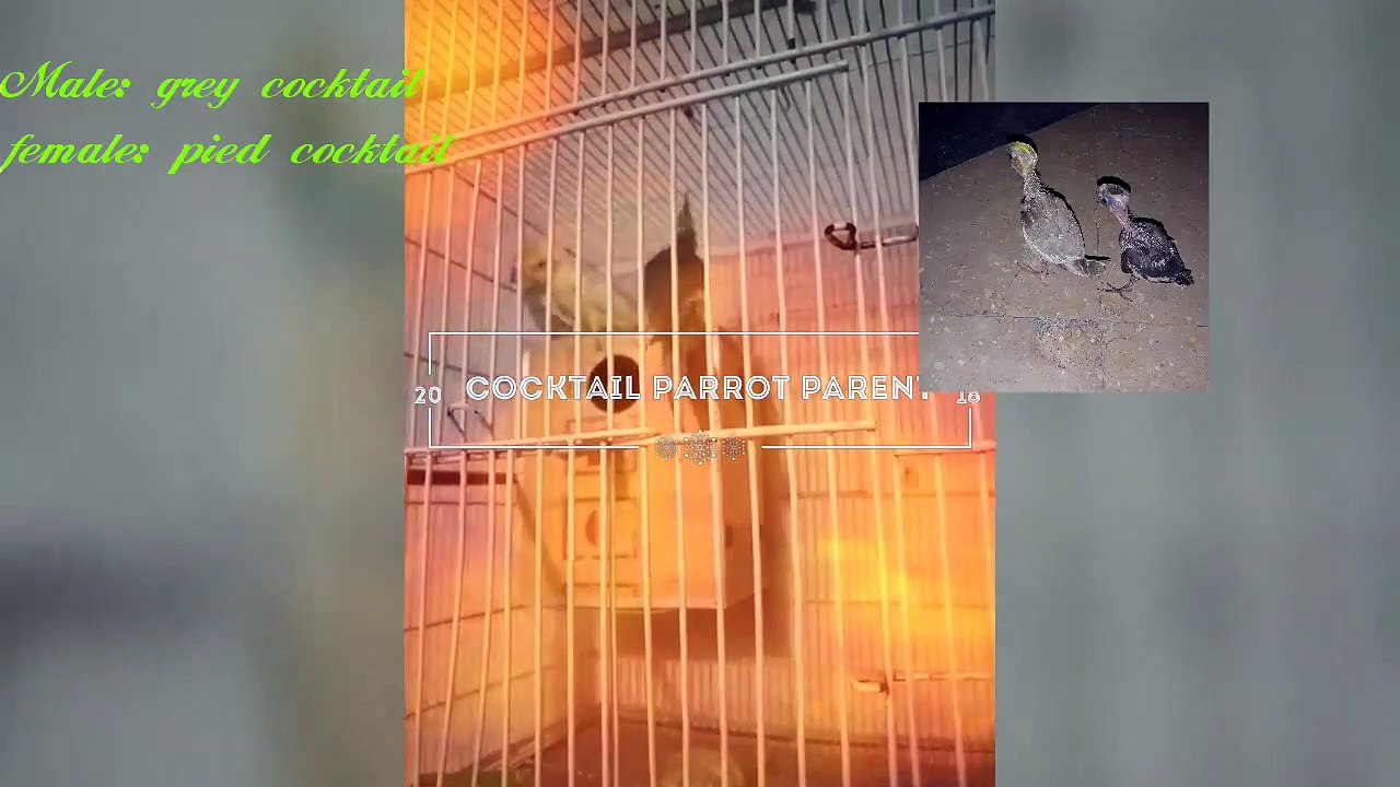 Cocktail+Parrot+breeding_Progress+of+Cocktail+bay+from+day+1+TO+30_Zeeshan+Parrot+Trader