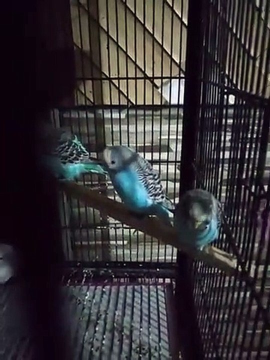 How to hand feed roti to parrot baby safely way