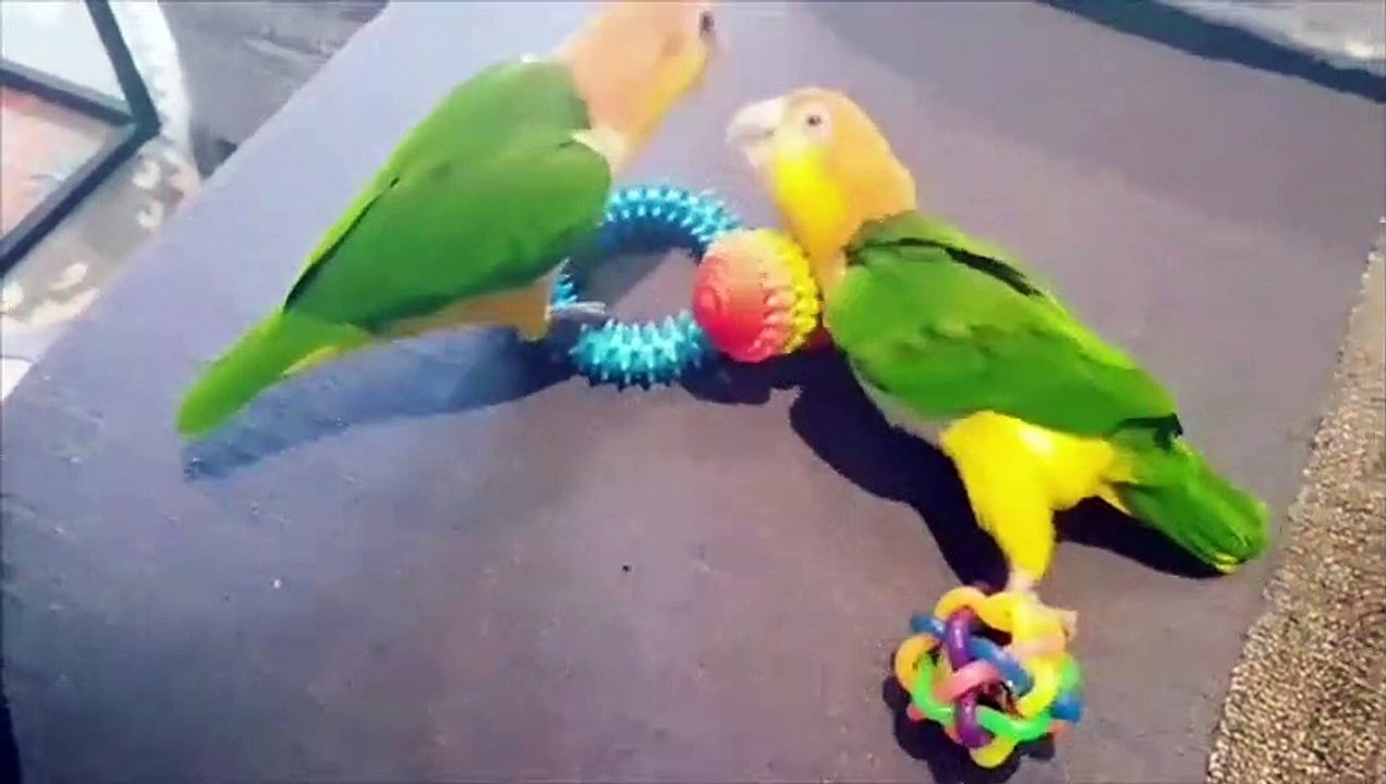 Funny Parrots and Cute Birds Compilation #36