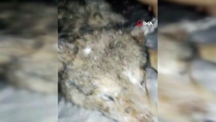 Ağrı'da aç kurtlar şehre indi