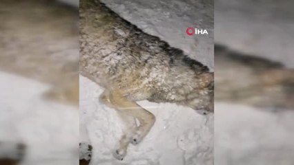 Ağrı'da Aç Kurtlar Şehre İndi