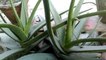 How to grow Aloe Vera Plant at home | Aloe vera plant ko gher maiy kaisay grow krain cares & tips |