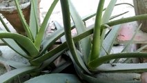 How to grow Aloe Vera Plant at home | Aloe vera plant ko gher maiy kaisay grow krain cares & tips |