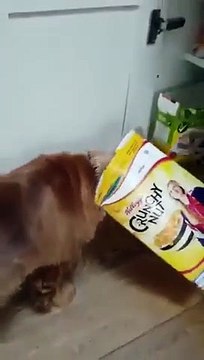 Ou sont passés les céréales ? Demande au chien !