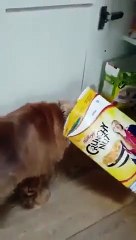 Ou sont passés les céréales ? Demande au chien !