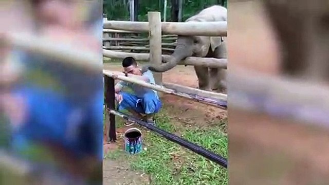 Ce bébé éléphant met des baffes avec sa trompe... trop mignon !