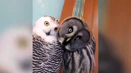 Deux hiboux font une drôle de tête
