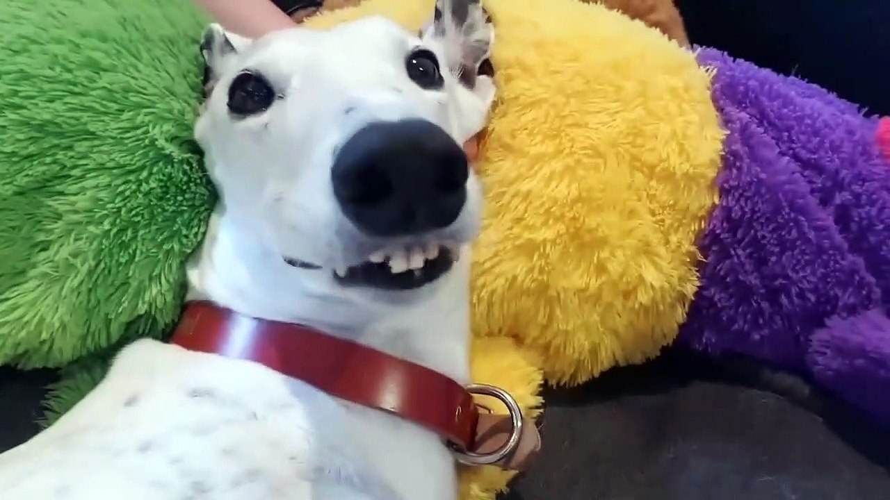 Ce chien claque des dents quand on lui grattouille les oreilles - Vidéo  Dailymotion
