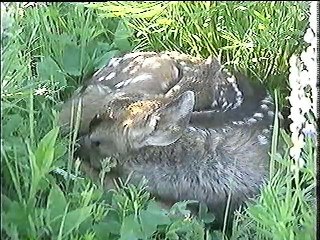 Mule Deer of Hidden Creek