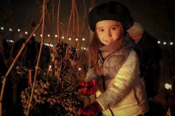 Viella, la chaleureuse ambiance des vendanges de la Saint-Sylvestre