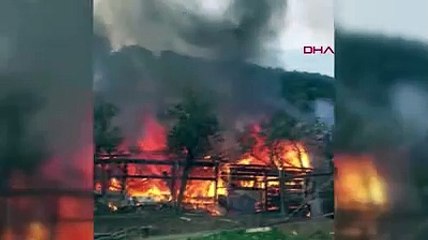 Büyükada'da yangın: 9 at telef oldu