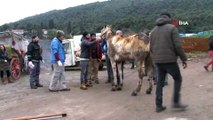 Yaralanan atlar, kamyonlarla İBB'nin rehabilitasyon merkezine götürülüyor