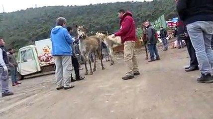 Ada'daki yangında yaralanan atlar hayvan hastanesine götürüldü