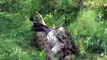 Eagle vs Giants Snake vs King Cobras ➤ Big Snake Attack Cat ,Bird , Tiger , Leopard Compilation[2]