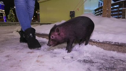 중러 밀월 속 러시아 '미니 돼지' 인기 / YTN