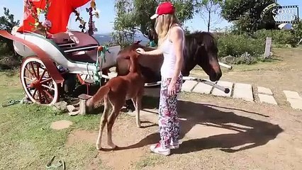 Смешные нападения животных на людей  Funny animal attacks on humans