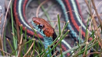 13 SERPIENTES MÁS RARAS DEL MUNDO