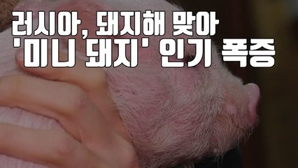 [자막뉴스] 돼지해 맞아 '미니 돼지' 인기 폭발한 러시아 상황 / YTN