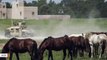 Five Horses Reportedly Shot Dead Near Military Training Base In Louisiana