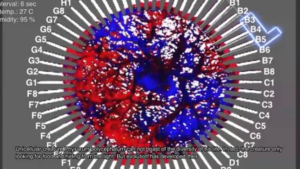 Amoeba solve an ultra-complex task faster than a computer