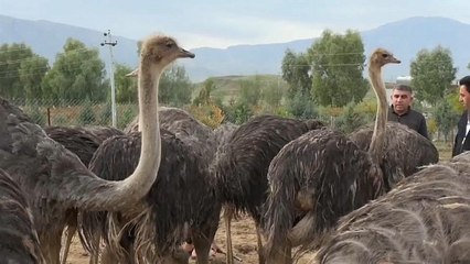 شاهد: مزرعة لتربية طيور النعام في السليمانية بالعراق