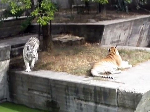 Ce tigre blanc est bien décidé à attraper cet oiseau... quitte à se mouiller un peu