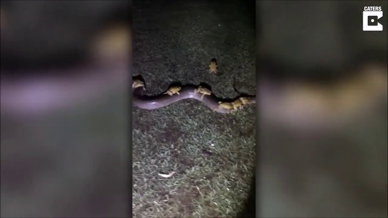 Des crapauds sur le dos d'un python... bizarre
