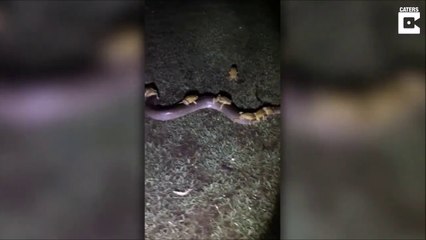 Des crapauds sur le dos d'un python... bizarre